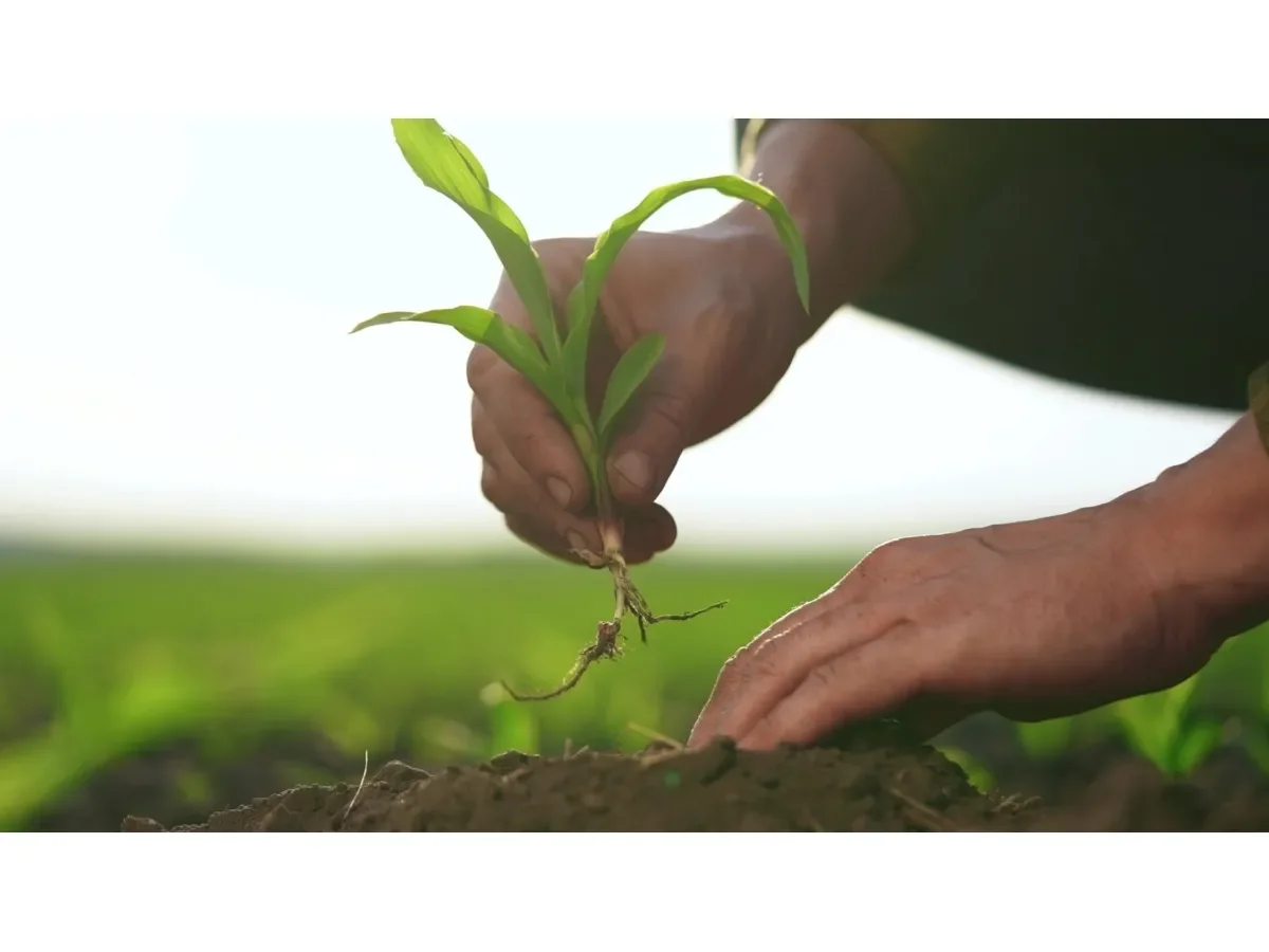 Riesgos y oportunidades de la siembra en abril en El Salvador según expertos agropecuarios