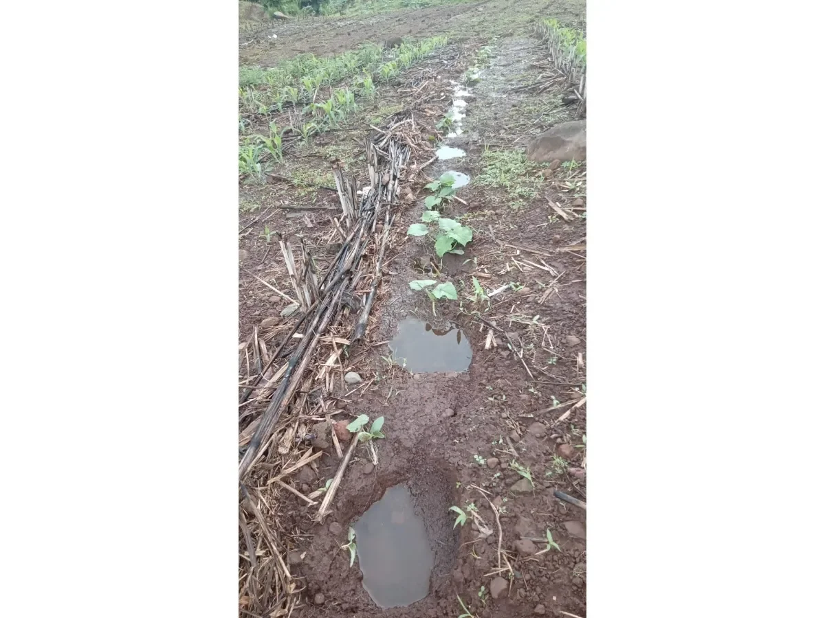 Riesgos climáticos y altas temperaturas ponen en alerta la producción agrícola en El Salvador para 2026