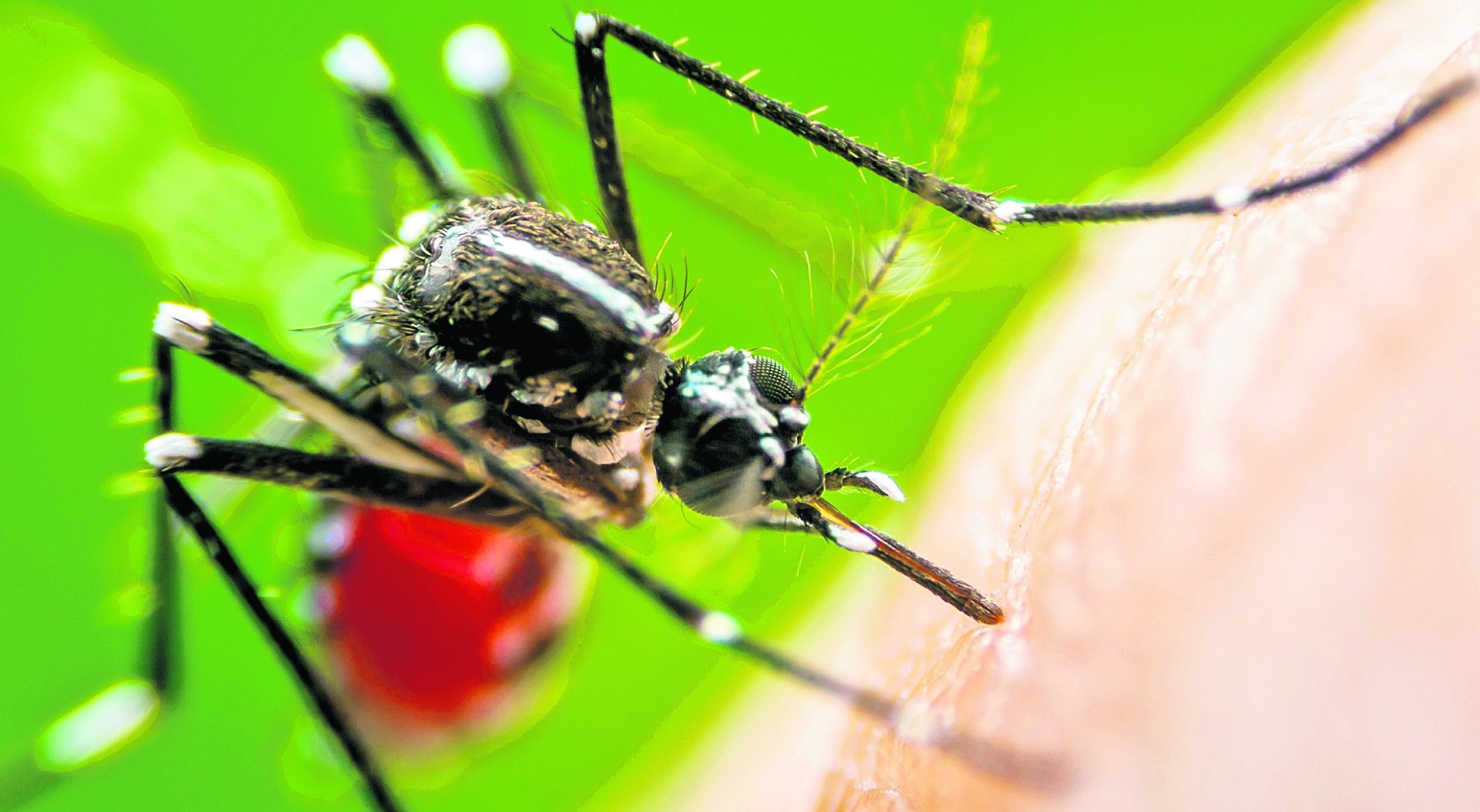 Confirman primer caso de chikungunya en Guatemala tras una década sin contagios