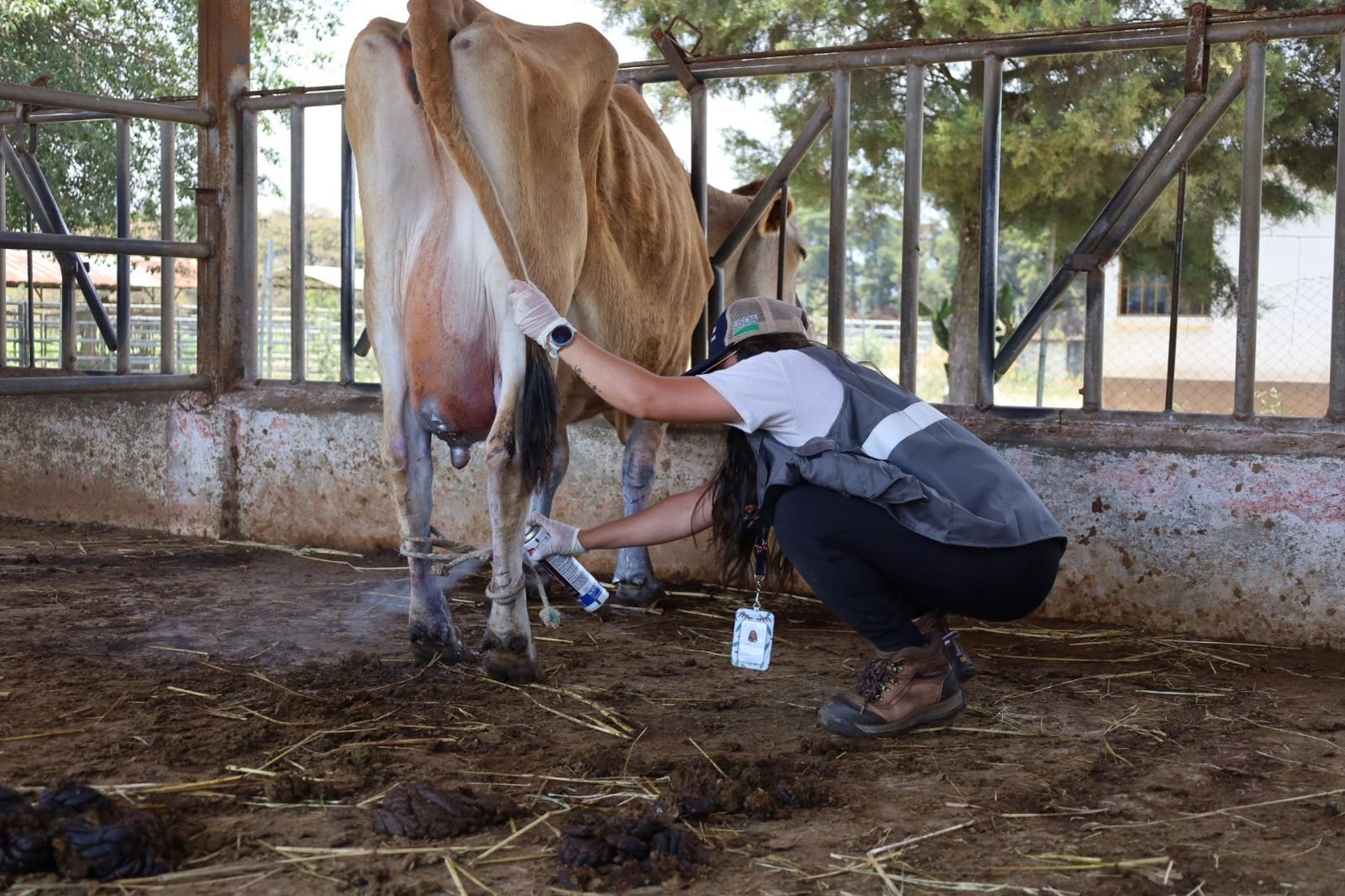 Inspecciones al hospital veterinario de la USAC tras denuncias por cierre y falta de atención animal