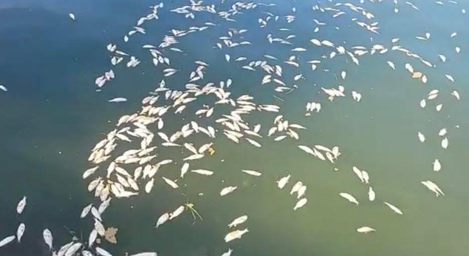 Ministerio de Ambiente explica mortandad masiva de peces en Puerto Barrios, Izabal