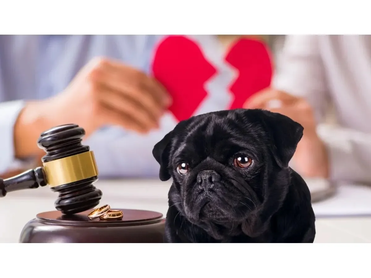 Brasil establece regulación para custodia compartida de mascotas tras divorcios