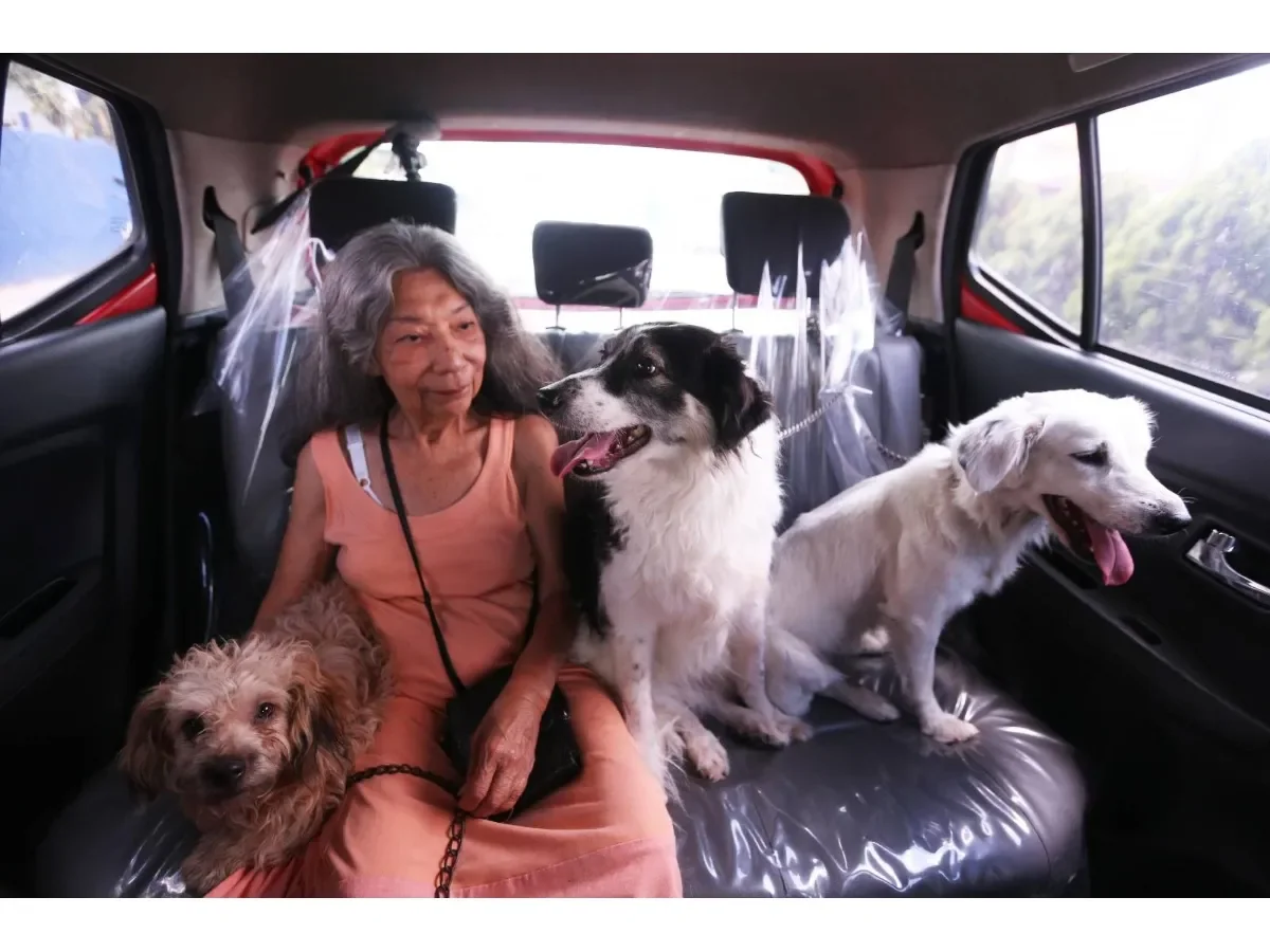 Taxi para Mascotas: una alternativa segura y especializada para el transporte animal en El Salvador