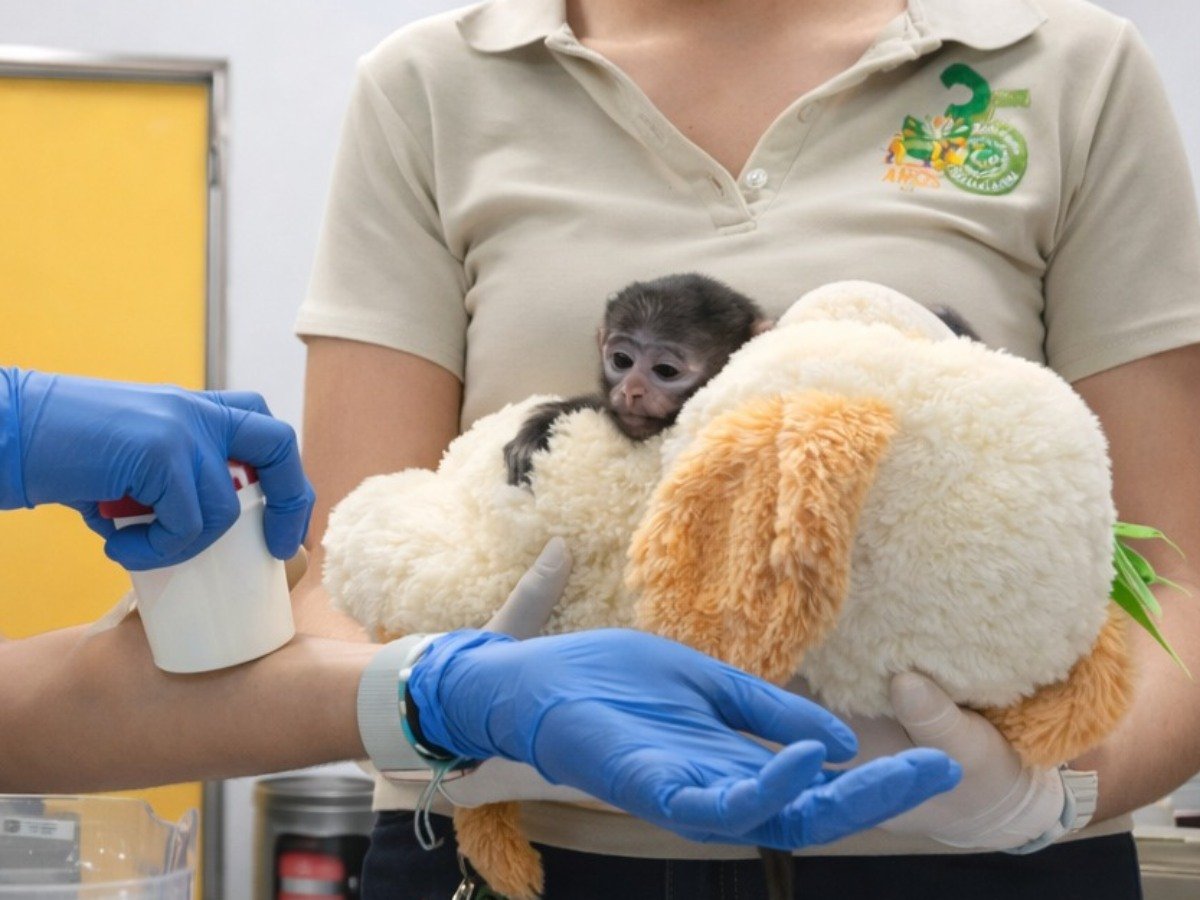 Yuji, la cría de mono patas en Guadalajara que encuentra consuelo en un peluche tras ser rechazada por su madre