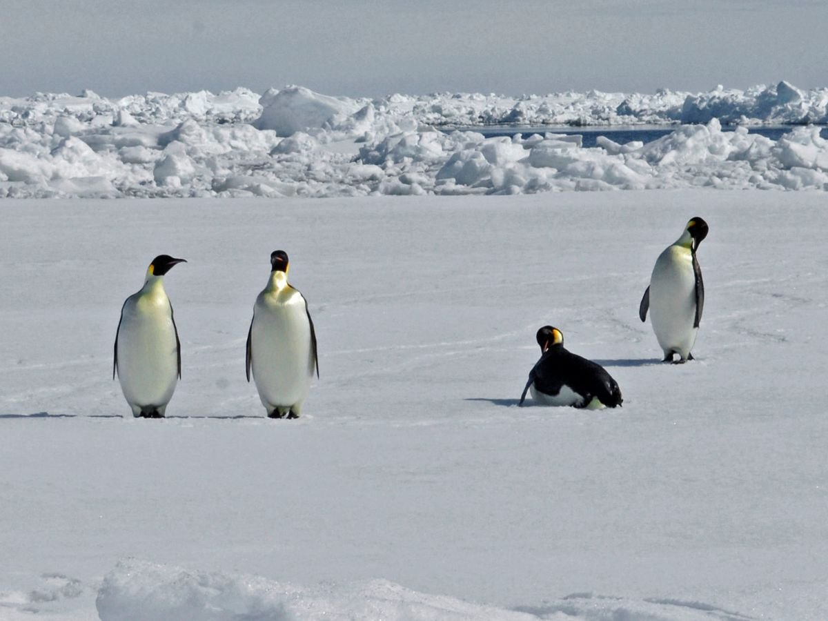 Crisis del pingüino emperador ante el deshielo acelerado en la Antártida