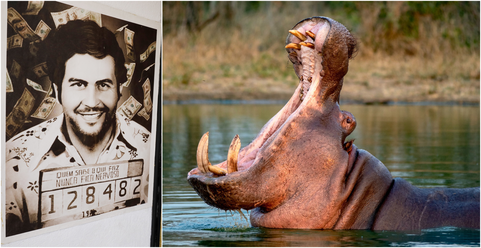 Colombia autoriza sacrificio de casi 80 hipopótamos para controlar especie invasora