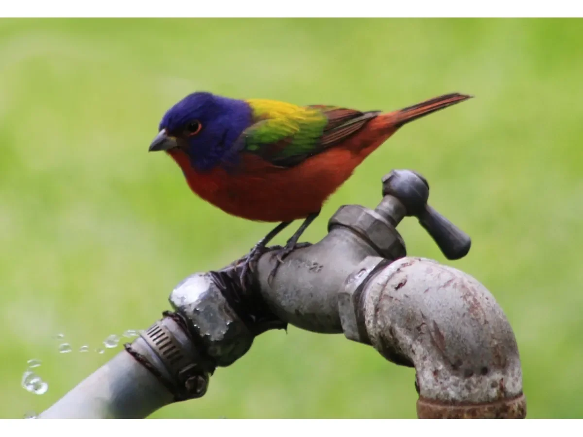 Ola de calor en El Salvador: 5 estrategias clave para proteger a las aves de la deshidratación
