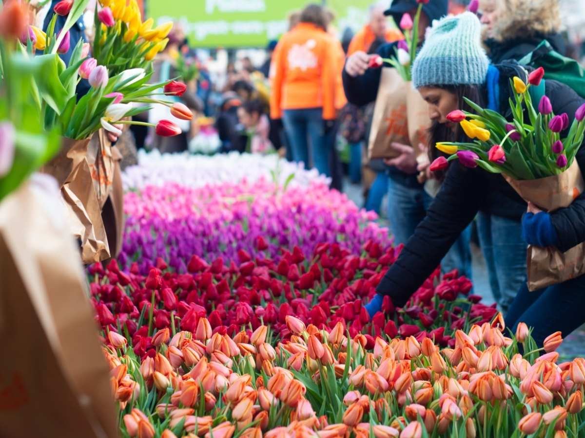 Festival de Tulipanes en Hampton Court: Impulso al Turismo Floral y Patrimonio Histórico en Londres