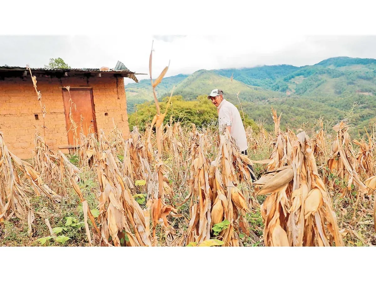 El Salvador proyecta 23.1 millones de quintales en granos básicos pese a riesgos climáticos