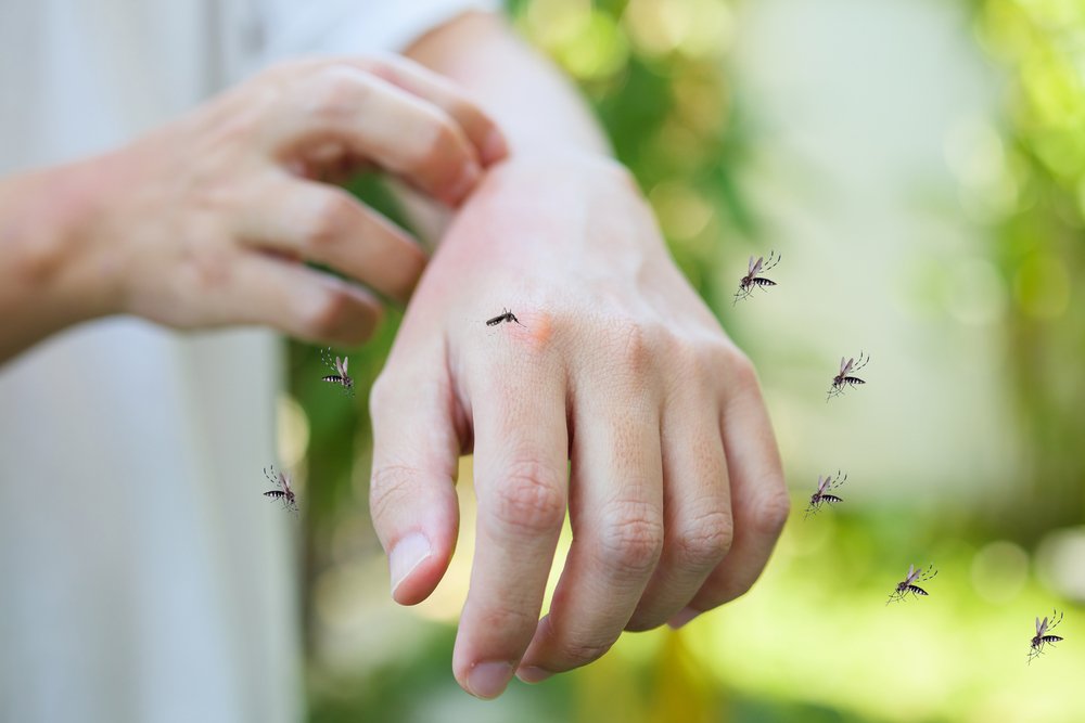 OPS alerta sobre riesgo por reaparición del chikungunya en Guatemala tras una década