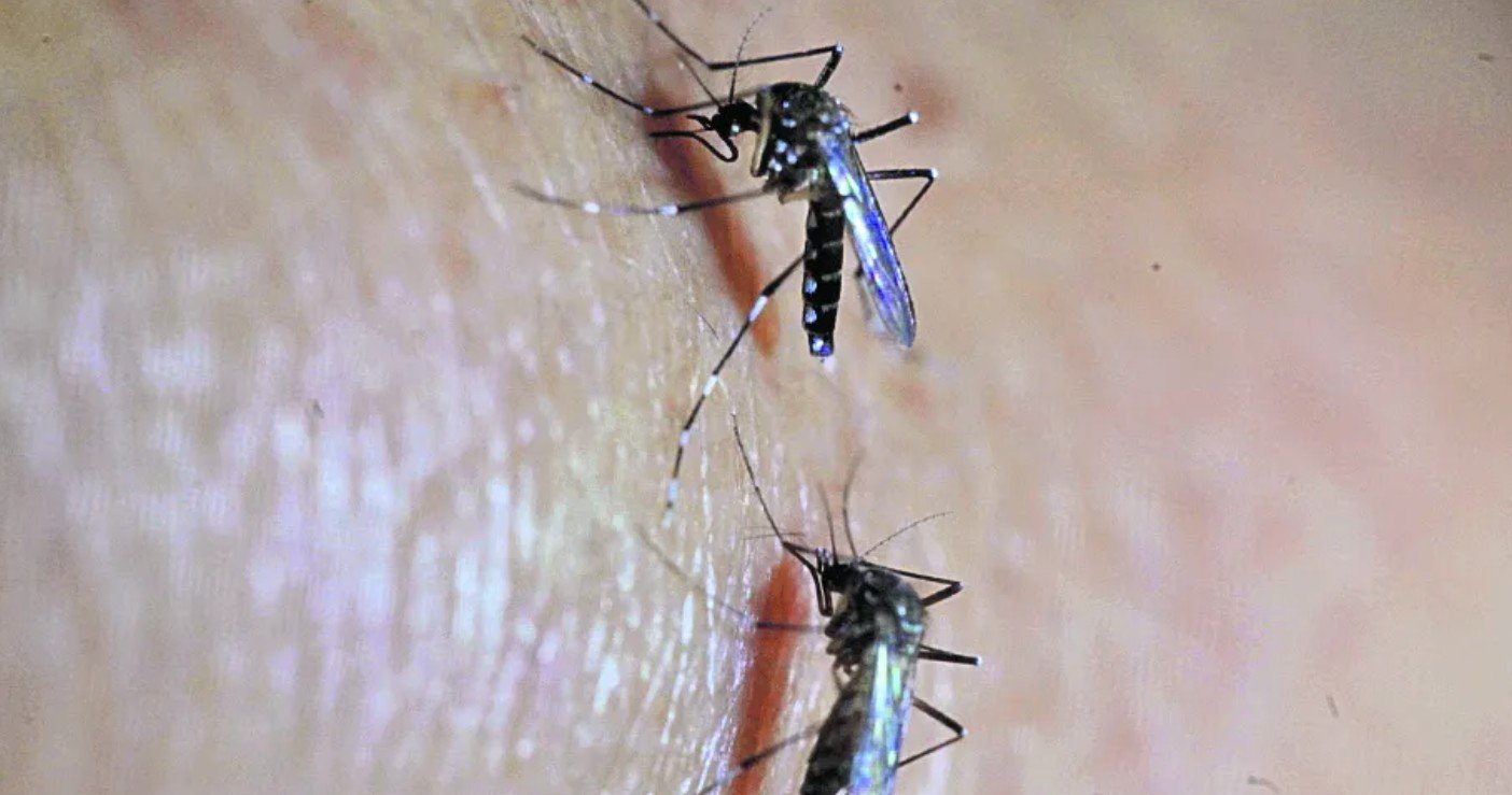 Guatemala invierte millones en la lucha contra el zancudo Aedes aegypti para frenar dengue y chikungunya
