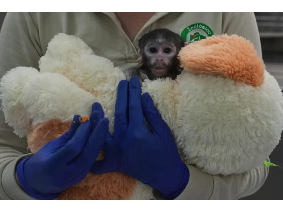 Yuji, el mono patas mexicano que encuentra refugio en un peluche tras rechazo materno