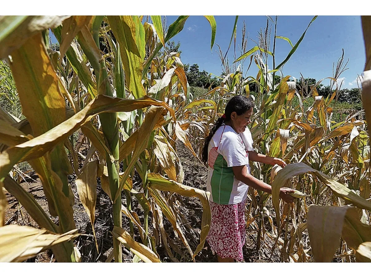 Cosecha de primera promete mejorar disponibilidad alimentaria en El Salvador pese a desafíos climáticos
