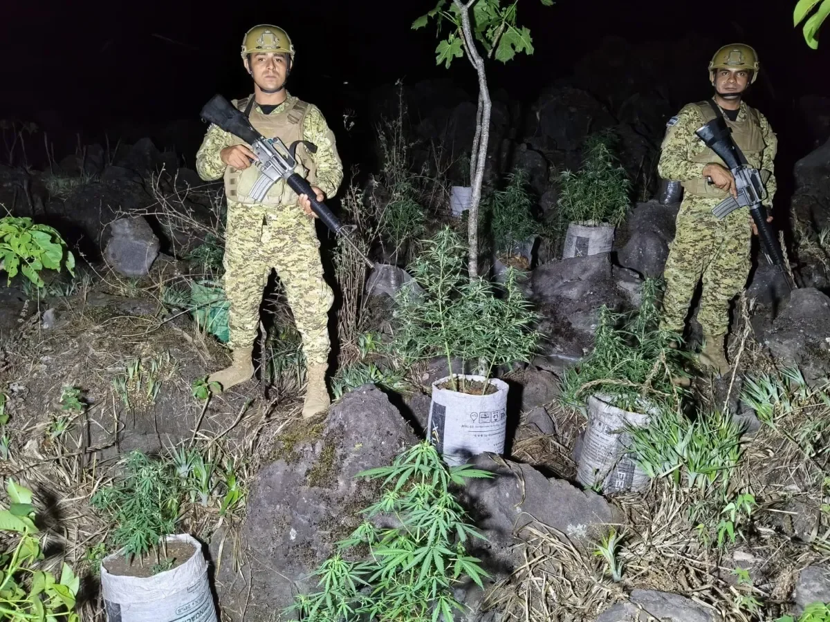 Fuerza Armada localiza plantación ilegal de marihuana en Izalco, Sonsonate