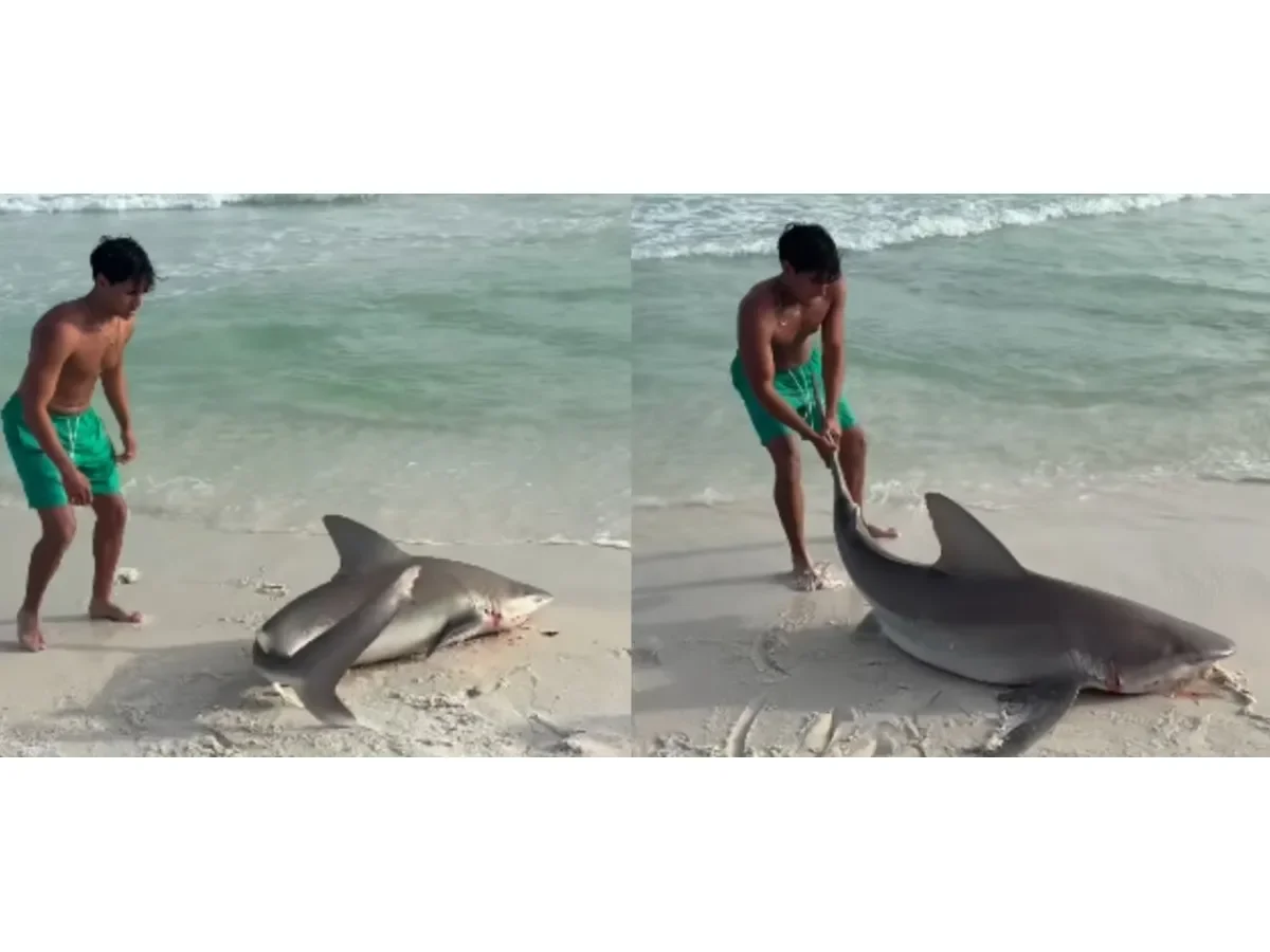 Joven arriesga su vida para rescatar a tiburón herido varado en playa de Florida