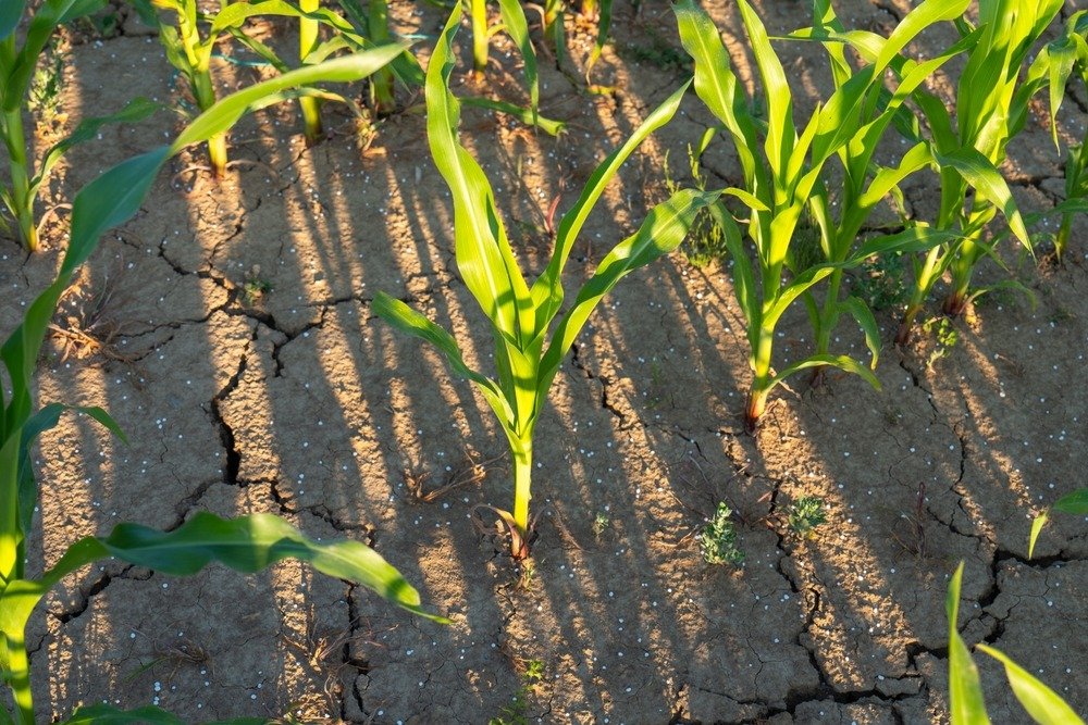 Impacto del fenómeno de El Niño en la época de lluvia de Guatemala 2026: riesgos y previsiones
