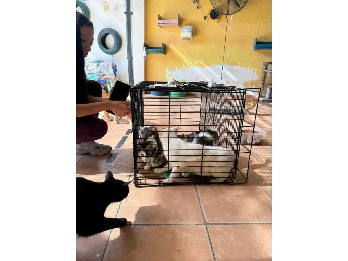 Hogar Felino El Salvador solicita donaciones para gatitos rescatados del Hotel Alameda