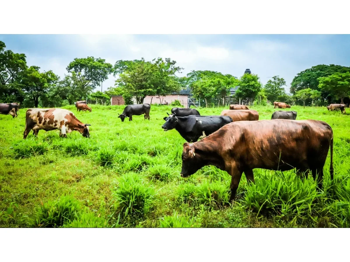 Producción de leche lidera la ganadería bovina en El Salvador según último censo agropecuario Producción de leche lidera la ganadería bovina en El Salvador según último censo agropecuario