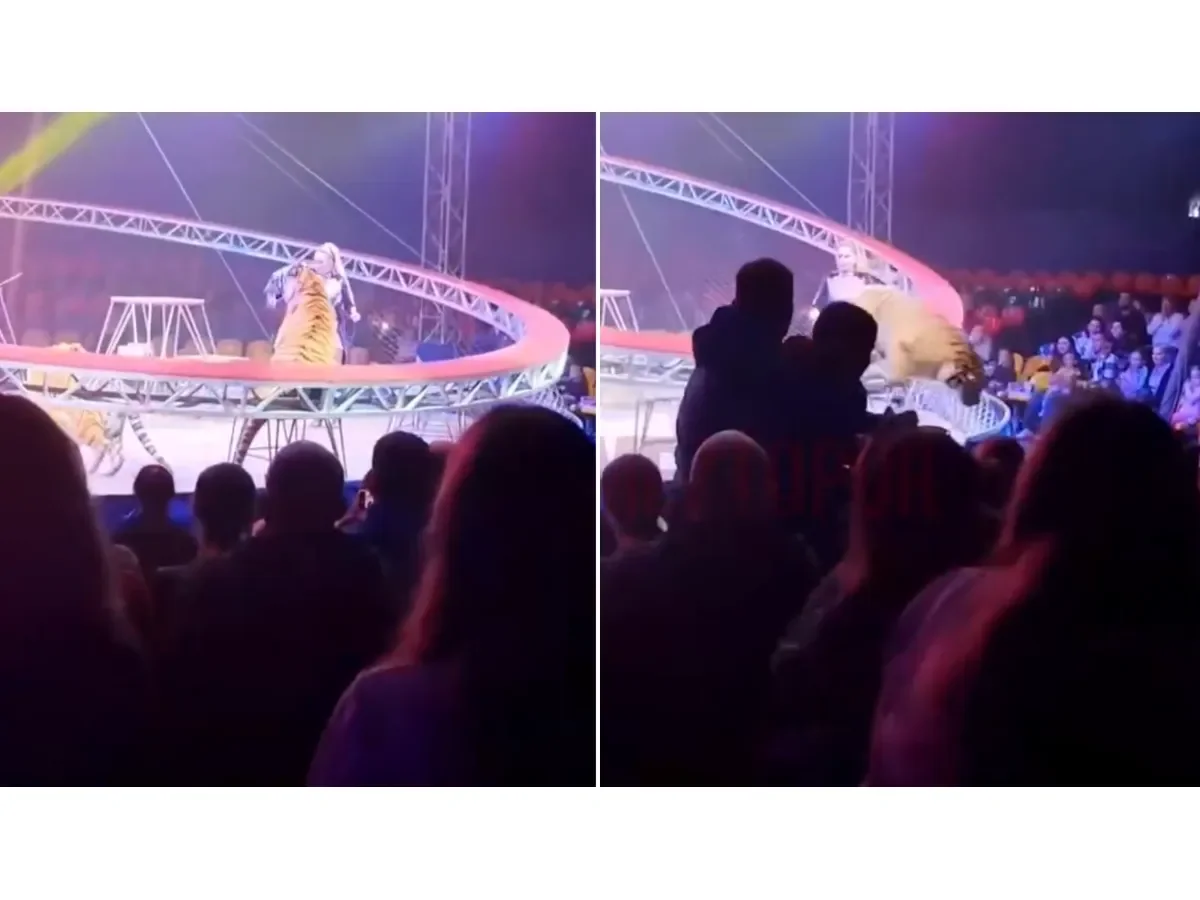 Tigre escapa al público tras colapso de red de seguridad en circo ruso de Rostov-on-Don