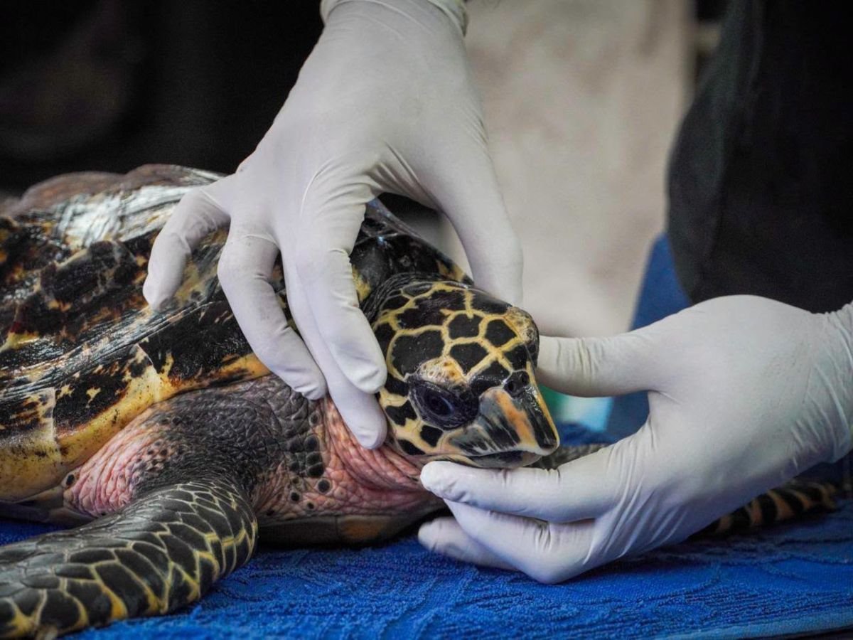 Rescatan tortuga carey en estado vulnerable en playa El Jagüey, La Unión