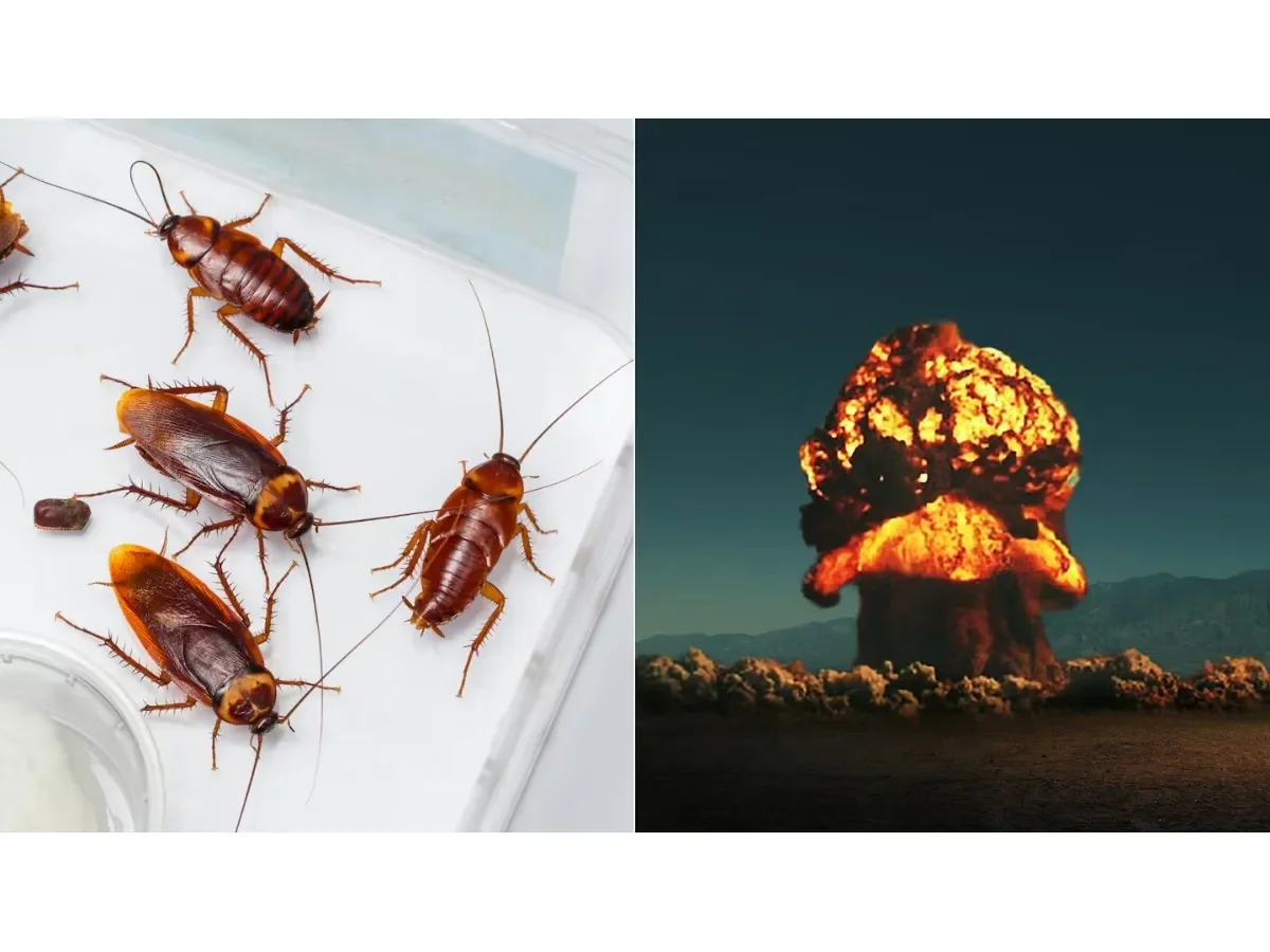 ¿Podrían las cucarachas sobrevivir a un apocalipsis nuclear? La ciencia responde
