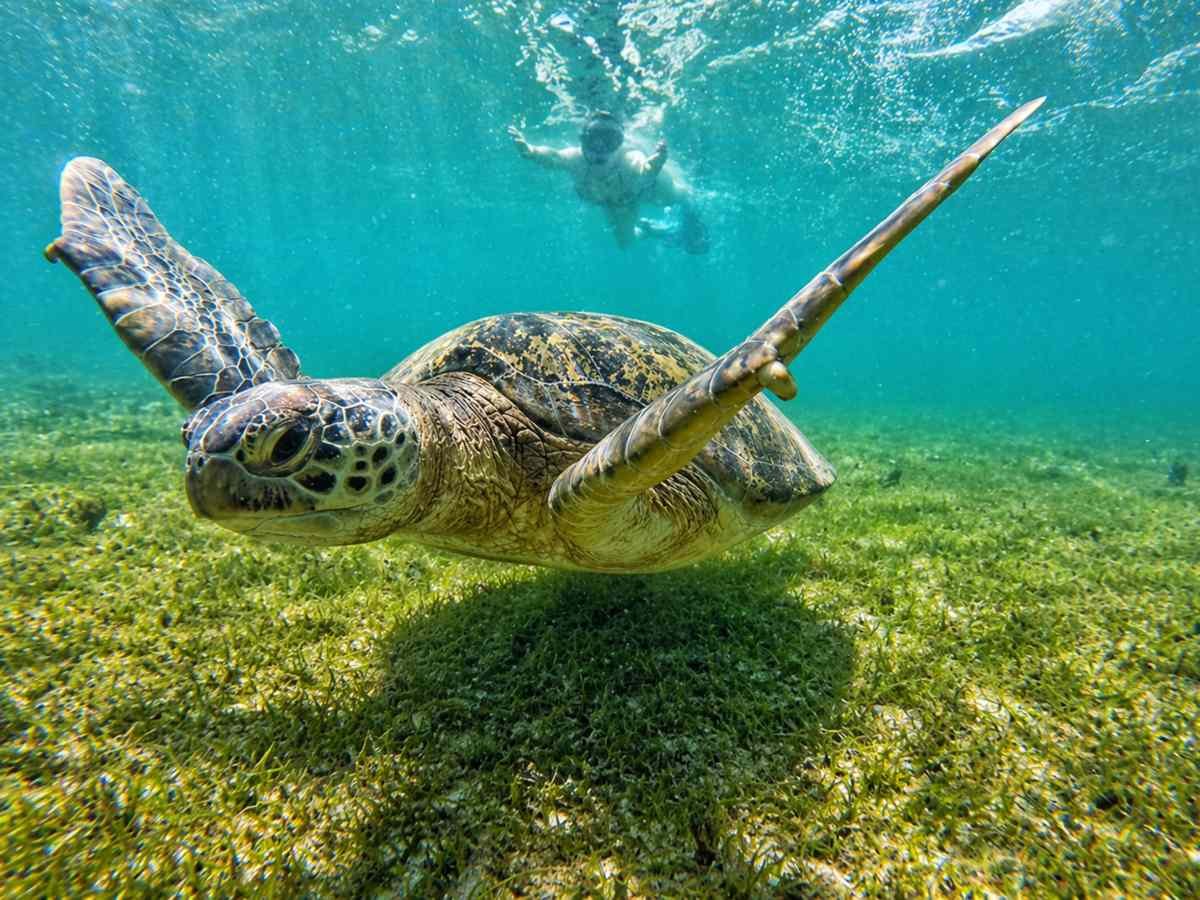 Desafío ecológico en Hawái: tortugas marinas enfrentan al alga invasora en arrecifes