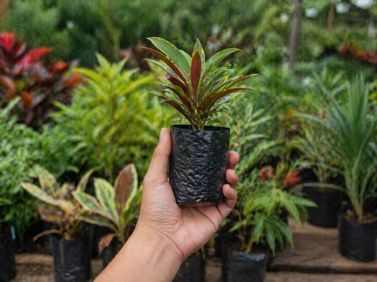 Celebra el Día de la Tierra en El Salvador con entrega gratuita de árboles en áreas protegidas y la capital