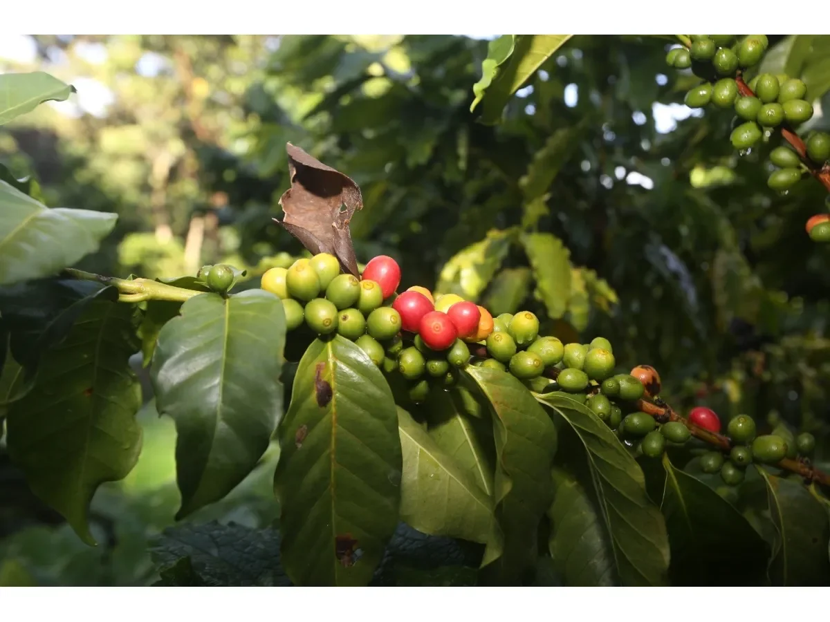 USDA prevé reducción en producción de café en El Salvador por impacto de El Niño