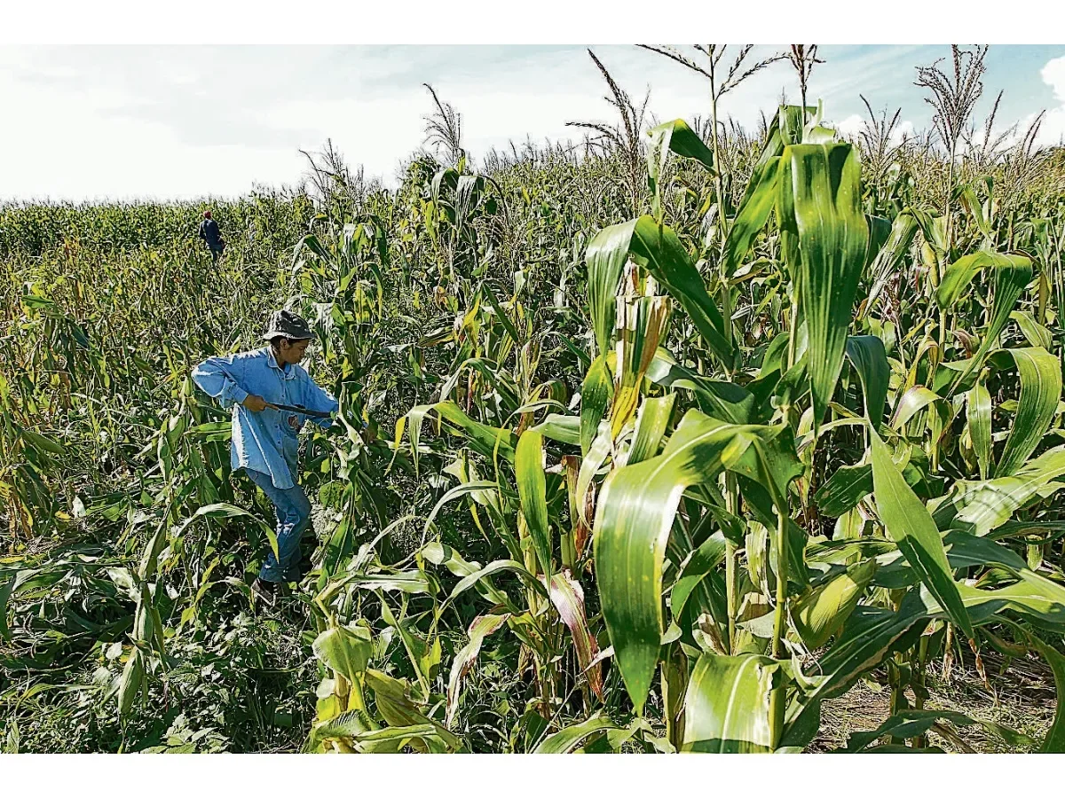 Incertidumbre en la siembra de granos básicos afecta producción agrícola en El Salvador 2026