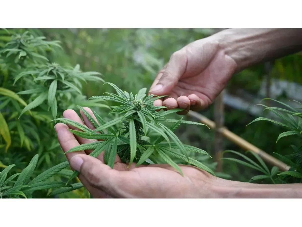 EE.UU. reclasifica la marihuana medicinal como droga menos peligrosa y abre debate federal