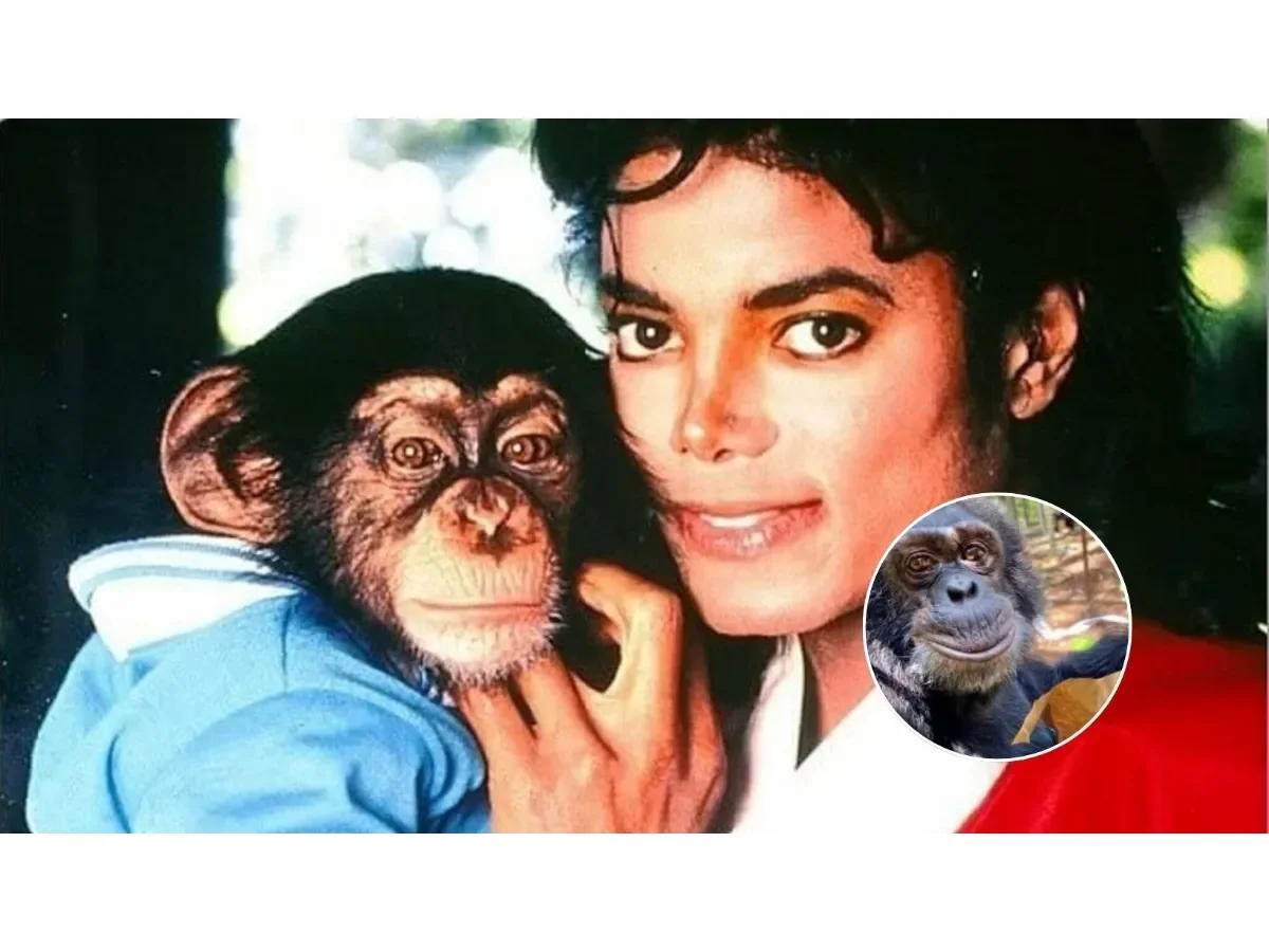 La vida actual de Bubbles, el chimpancé que acompañó a Michael Jackson hace más de 40 años