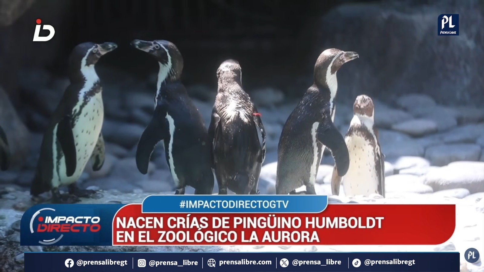 Zoológico La Aurora presenta nuevas crías de pingüino de Humboldt en programa de conservación