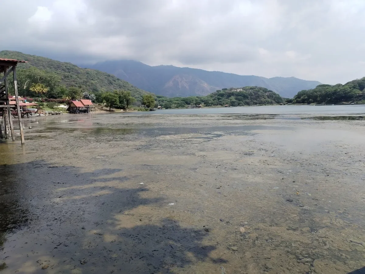 Proliferación de cianobacterias afecta suministro de agua en comunidades del lago de Coatepeque