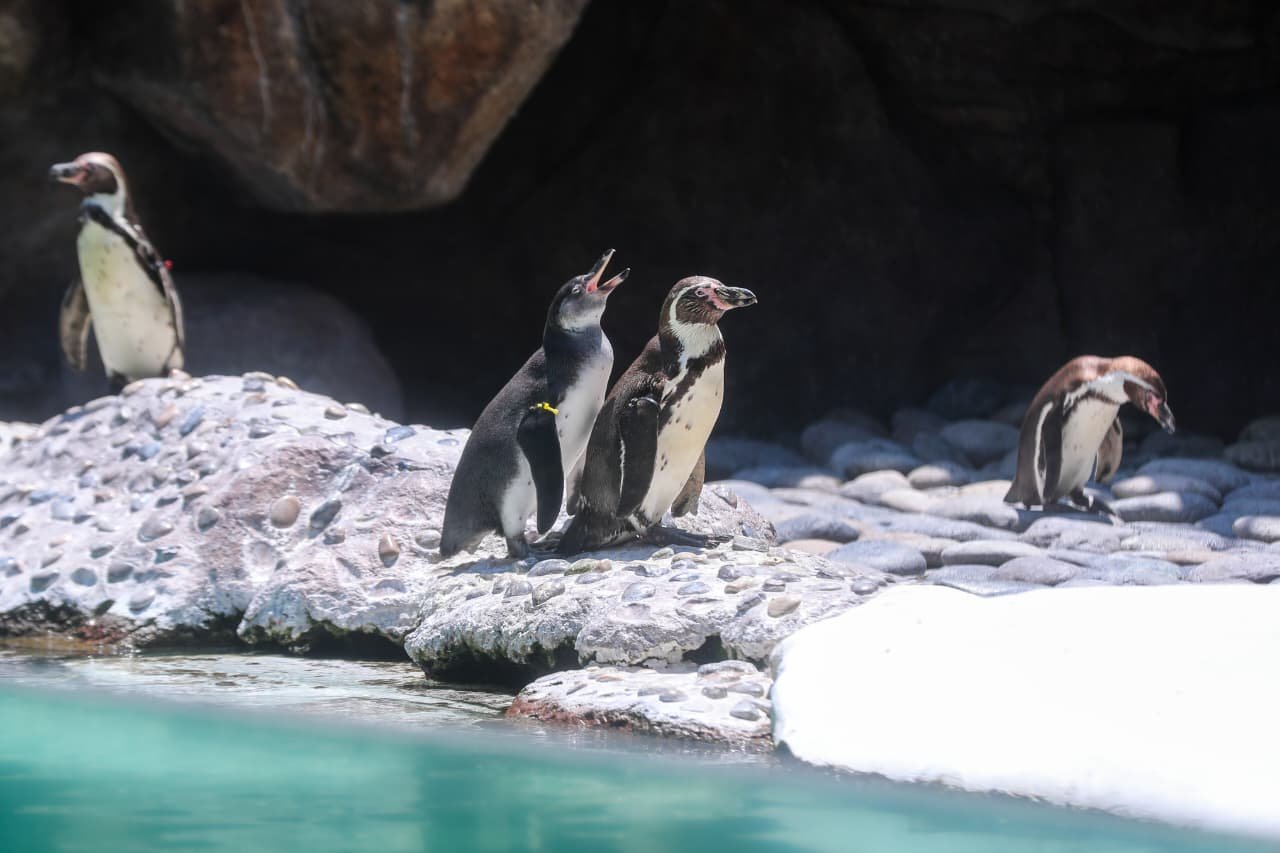 Zoológico La Aurora presenta con éxito a sus primeras crías de pingüinos de Humboldt en Guatemala