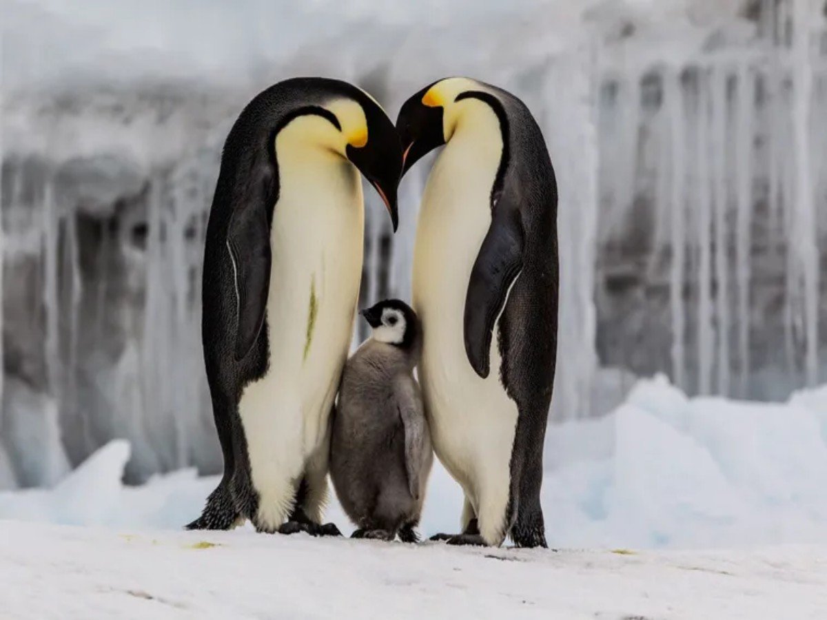 Pingüino emperador y lobo marino antártico reclasificados como “En peligro” por la UICN