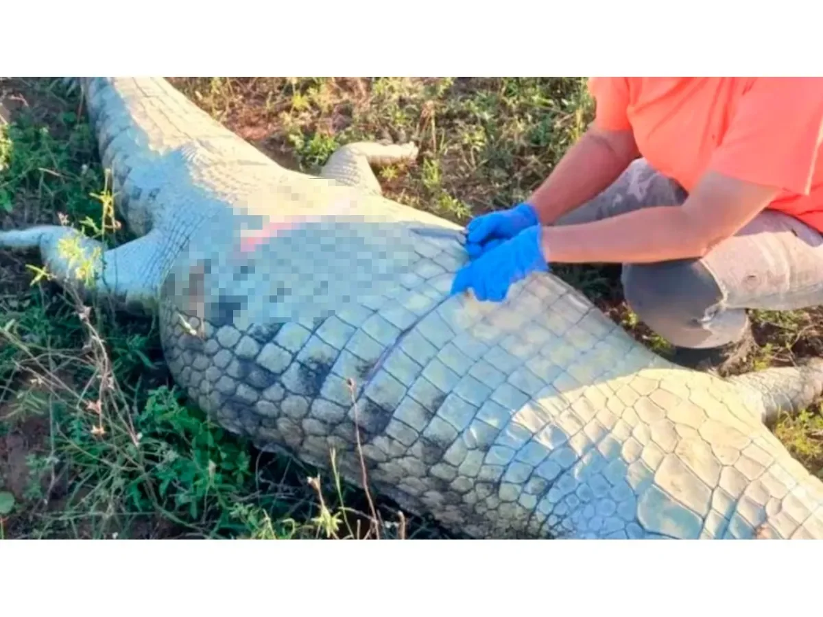 Hallan restos de empresario dentro de un cocodrilo tras desaparición en Sudáfrica