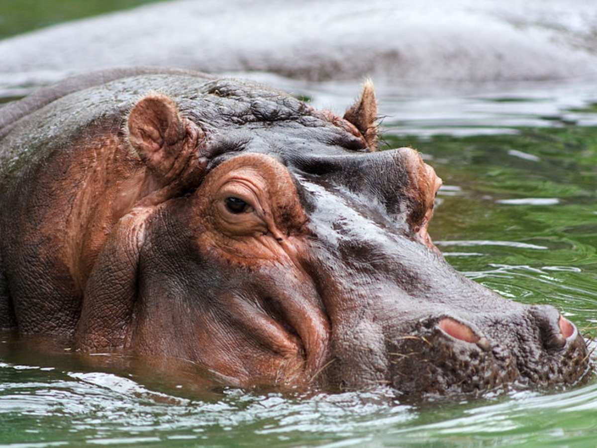 Plan millonario para trasladar 80 hipopótamos de Colombia a la India genera debate ambiental