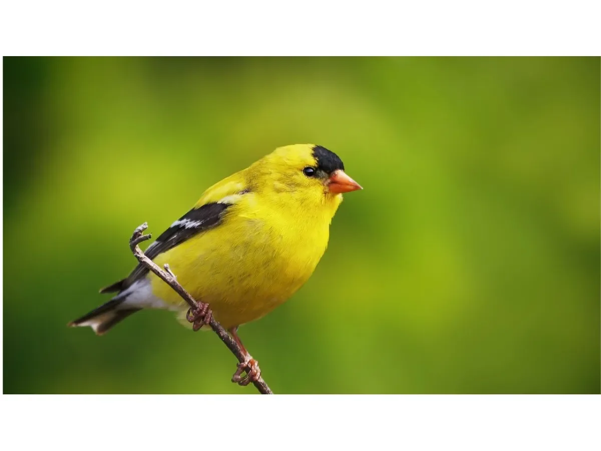 Avistamiento de Aves en Suchitoto: Un Destino Clave para la Observación Ornitológica en El Salvador Avistamiento de Aves en Suchitoto: Un Destino Clave para la Observación Ornitológica en El Salvador