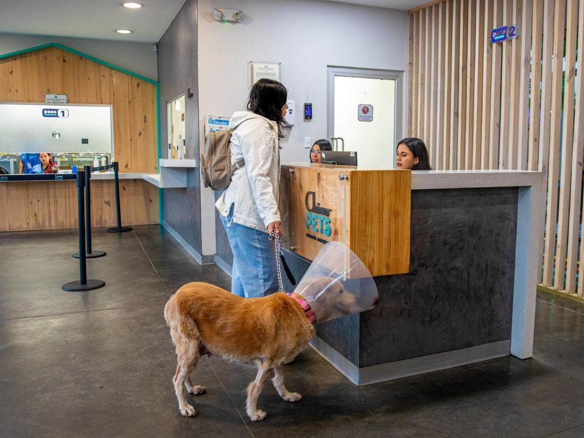Guía para agendar citas y conocer los servicios del Hospital Veterinario Chivo Pets en El Salvador Guía para agendar citas y conocer los servicios del Hospital Veterinario Chivo Pets en El Salvador