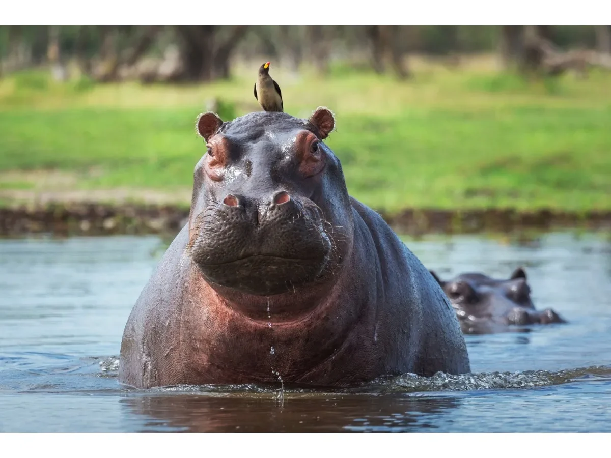 Zoológico de Moscú impulsa plan internacional para salvar a hipopótamos de Pablo Escobar en Colombia Zoológico de Moscú impulsa plan internacional para salvar a hipopótamos de Pablo Escobar en Colombia