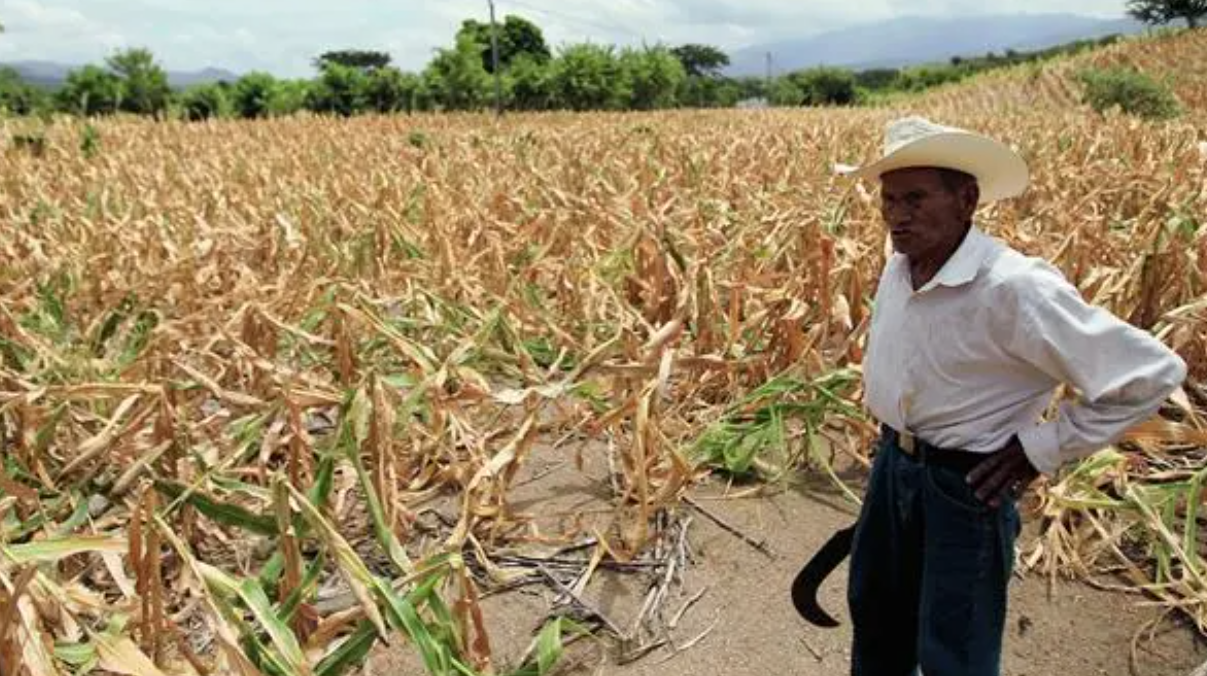 MAGA alerta por déficit de lluvias y riesgo en cultivos de 15 departamentos de Guatemala MAGA alerta por déficit de lluvias y riesgo en cultivos de 15 departamentos de Guatemala