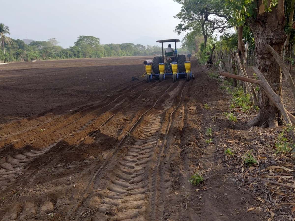 MAG impulsa expansión de cultivo de maíz para mitigar impacto de El Niño y sequía MAG impulsa expansión de cultivo de maíz para mitigar impacto de El Niño y sequía