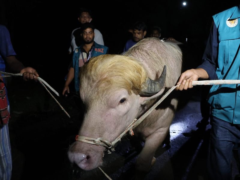 Búfalo albino \'Donald Trump\' evita sacrificio y se convierte en atracción en Bangladesh Búfalo albino \'Donald Trump\' evita sacrificio y se convierte en atracción en Bangladesh