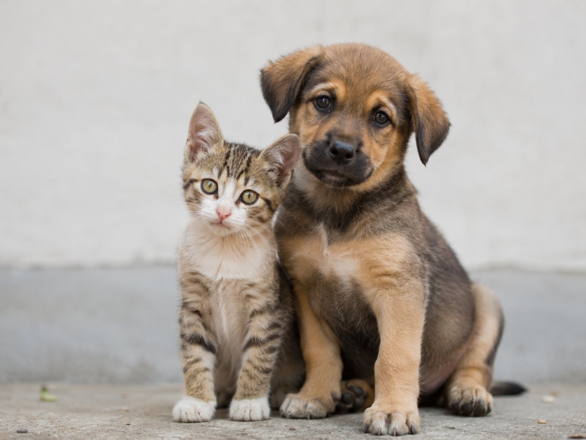 Jornadas de adopción en San Salvador promueven hogares responsables para perros y gatos Jornadas de adopción en San Salvador promueven hogares responsables para perros y gatos