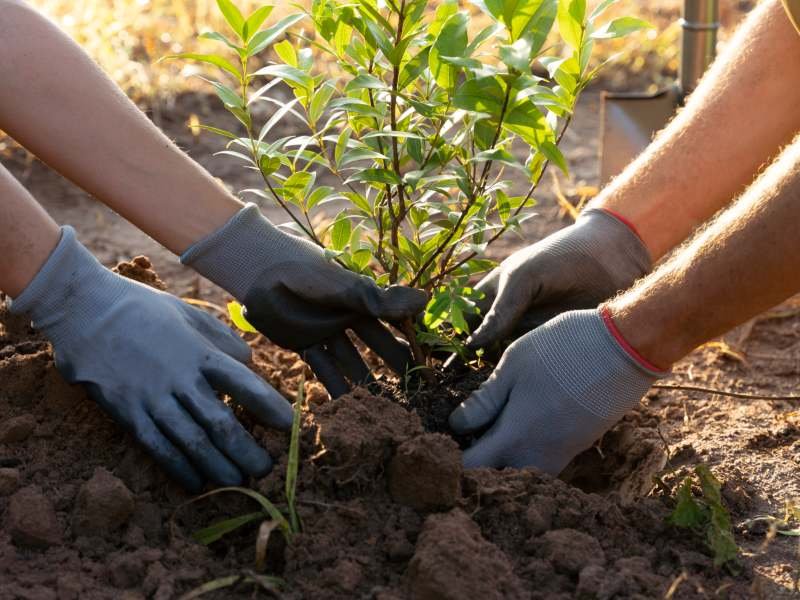 Gobierno impulsa jornada masiva de reforestación en el bosque El Espino Gobierno impulsa jornada masiva de reforestación en el bosque El Espino