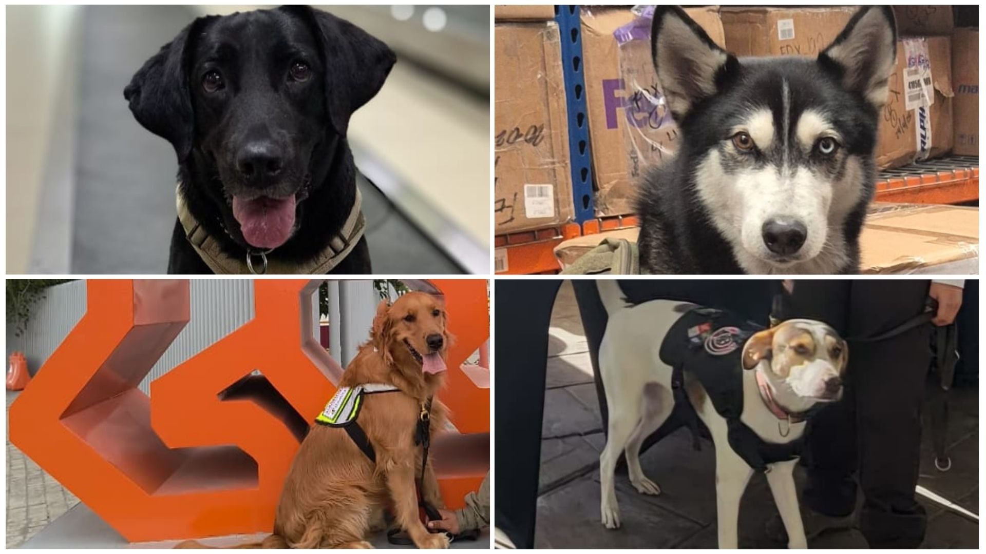 Cuatro perros guatemaltecos respaldan seguridad sanitaria en fronteras mexicanas durante Mundial FIFA 2026 Cuatro perros guatemaltecos respaldan seguridad sanitaria en fronteras mexicanas durante Mundial FIFA 2026