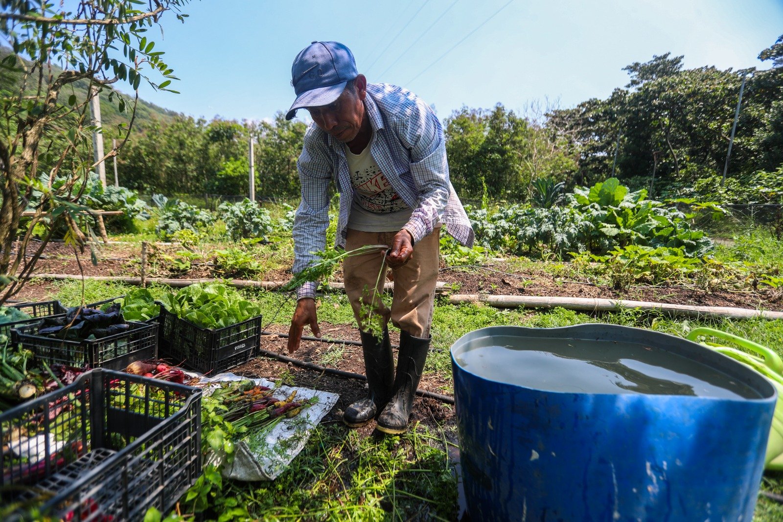 Mercado laboral en Guatemala se mantiene estable, pero remesas y clima amenazan empleo rural Mercado laboral en Guatemala se mantiene estable, pero remesas y clima amenazan empleo rural