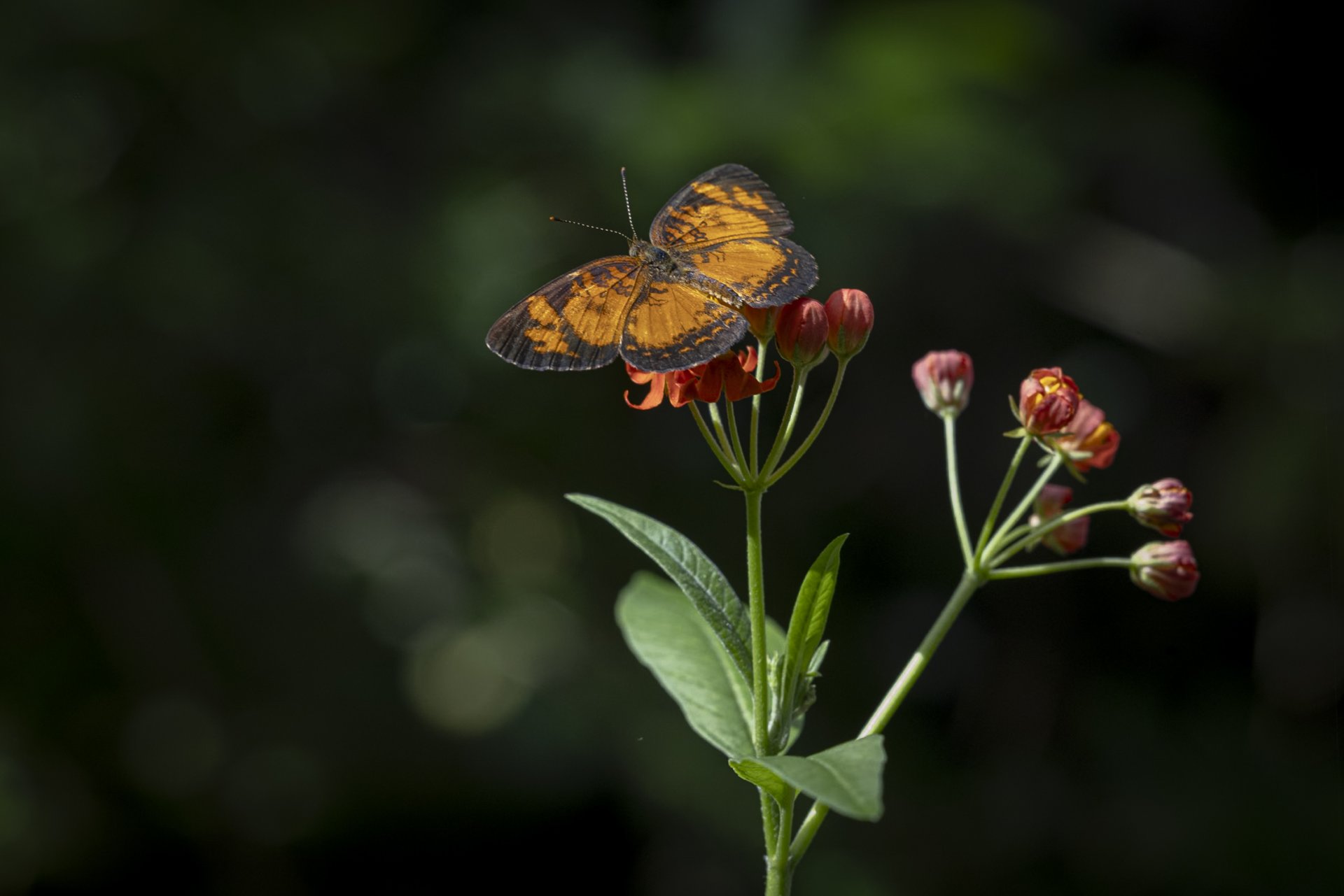 Caminata fotográfica en el Jardín Botánico de la USAC: una experiencia para explorar la naturaleza en Ciudad de Guatemala Caminata fotográfica en el Jardín Botánico de la USAC: una experiencia para explorar la naturaleza en Ciudad de Guatemala