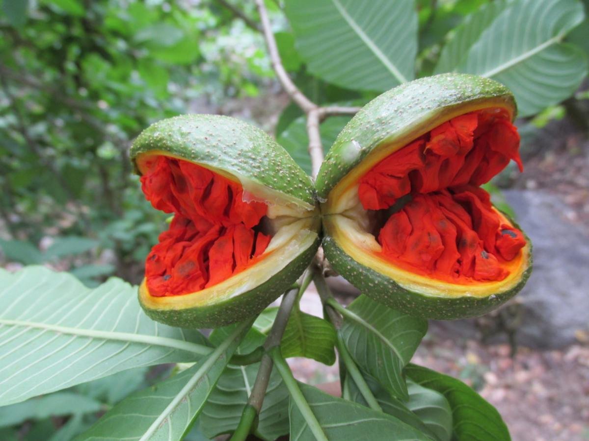 ¿Conocés el cojón de puerco? El árbol salvadoreño que protege suelos y fuentes de agua ¿Conocés el cojón de puerco? El árbol salvadoreño que protege suelos y fuentes de agua
