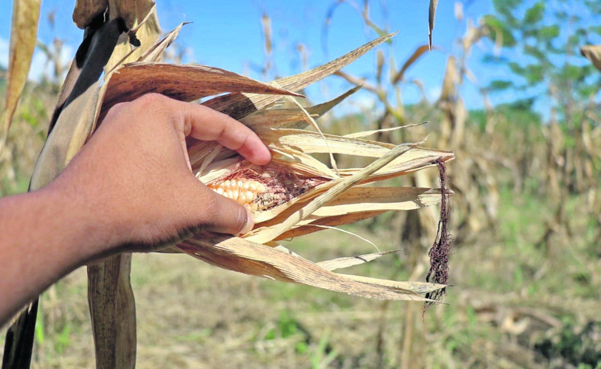Canícula prolongada afectaría 377 mil hectáreas de cultivos en Guatemala; maíz y frijol, los más vulnerables Canícula prolongada afectaría 377 mil hectáreas de cultivos en Guatemala; maíz y frijol, los más vulnerables